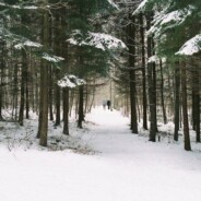 Winter Scene of The woods behind The Glass House