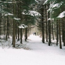 Winter Scene of The woods behind The Glass House