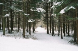 Winter Scene of The woods behind The Glass House