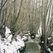 Creek running through the woods