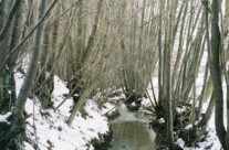 Creek running through the woods