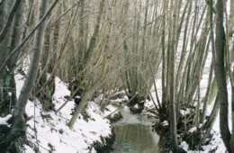 Creek running through the woods