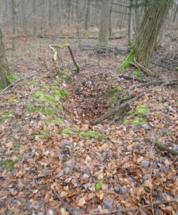 Nazi Foxhole