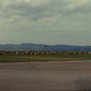 Sheep out on the Flugplatz airfield