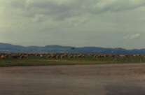 Sheep out on the Flugplatz airfield